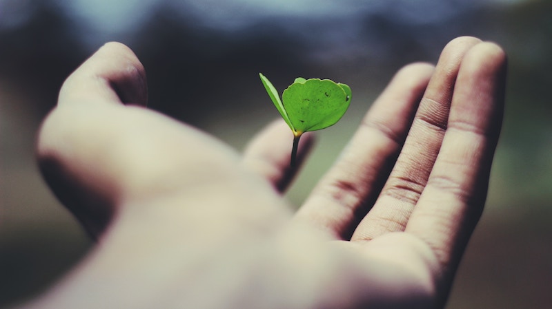 Image of hand with plant growing out of hand